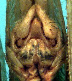 image of Archbold alien katydid