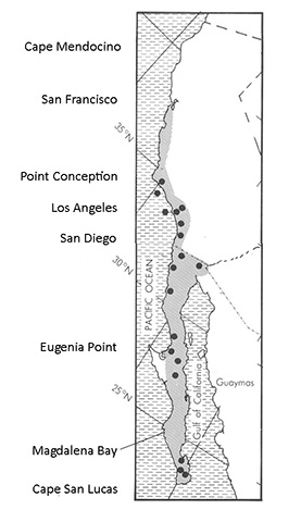 image of CA map for Gryllus multipulsator