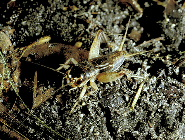 image of Miogryllus saussurei