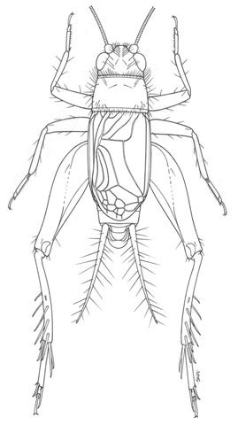 image of Neonemobius cubensis
