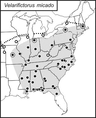 distribution map for Velarifictorus micado