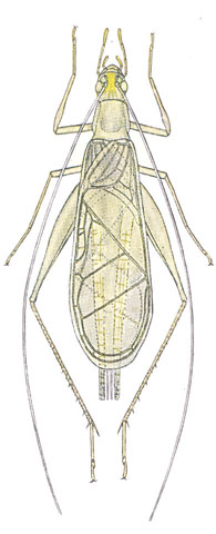 image of Oecanthus exclamationis