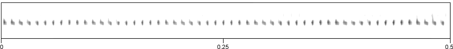 image of expanded spectrogram for Neoxaba bipunctata