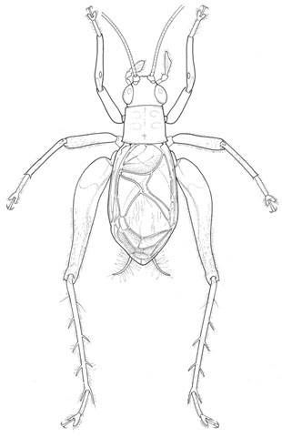 image of Phyllopalpus pulchellus