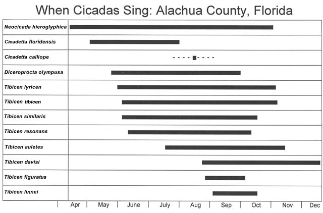 seasonal occurence of cicadas in Alachua County, Florida