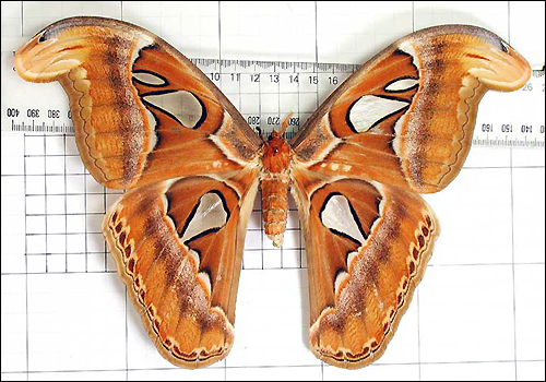 Atlas moth (Attacus atlas)